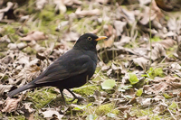 Turdus merula